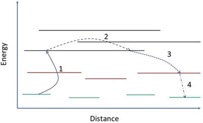 Exciton dynamics in conjugated polymer systems